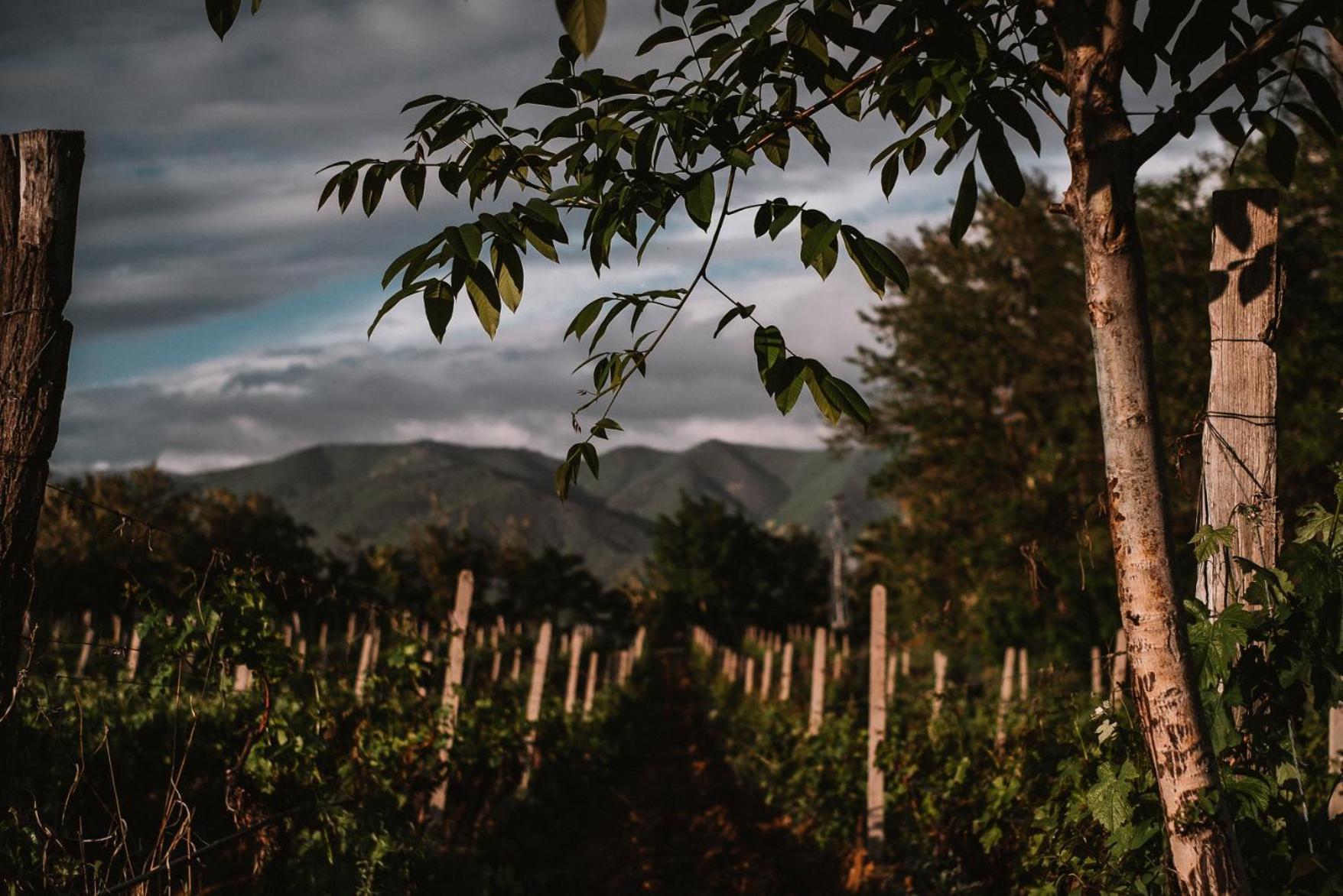 Popova Kula Hotel & Winery เดมีร์ คาเปีย ภายนอก รูปภาพ
